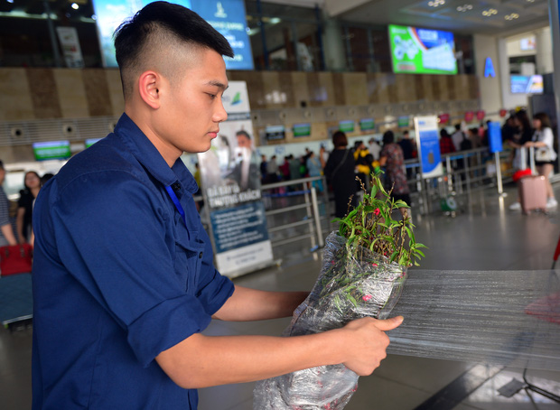 Các Jun888 Đăng ký nhà cái nhận vận chuyển cành đào, cành mai dịp Tết Tân Sửu 2021 - Ảnh 1.