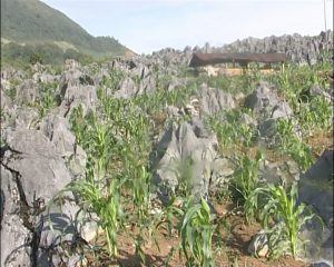 images871896_ngo_tua_chua