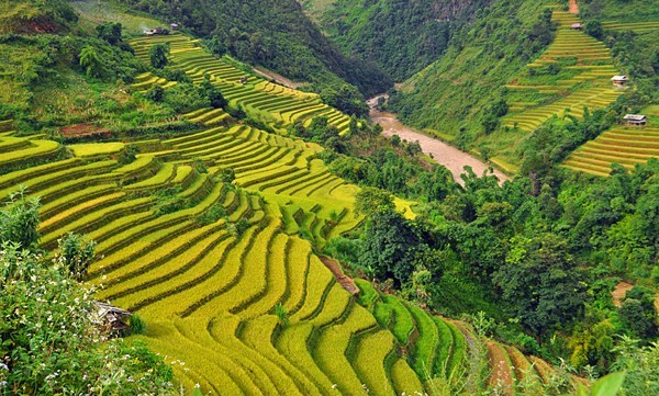 ruongbacthangnhututrencao_ssui