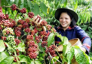 Cà phê Đức Lập là thương hiệu nổi tiếng ở xứ sở cà phê