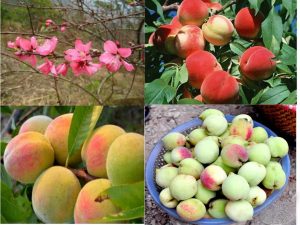 Đào mẫu sơn quả to, ăn giòn, ngọt