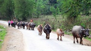 Đàn trâu ra đồng ở Mường Lát