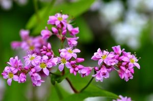 Những cánh hoa tam giác mạch mỏng manh, quyến rũ