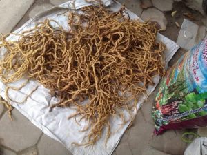 Ba Kích rừng huyện Ba Chẻ