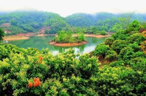 Những ốc đảo vải tươi tốt ở Lục Ngạn