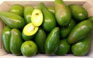 Bơ sáp Đak Lak được ưa chuộng trên thị trường bởi sự thơm dẻo và bùi