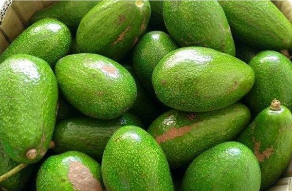 Bơ Đắk Nông được thị trường ưa chuộng