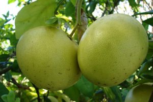 Bưởi Phúc Trạch nổi tiếng ở Hà Tĩnh