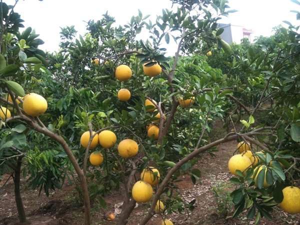 Bưởi tân Lạc là đặc sản của huyện mang lại giá trị kinh tế cao