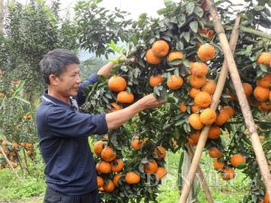 Cam Bố Hạn vào mùa thu hoạch