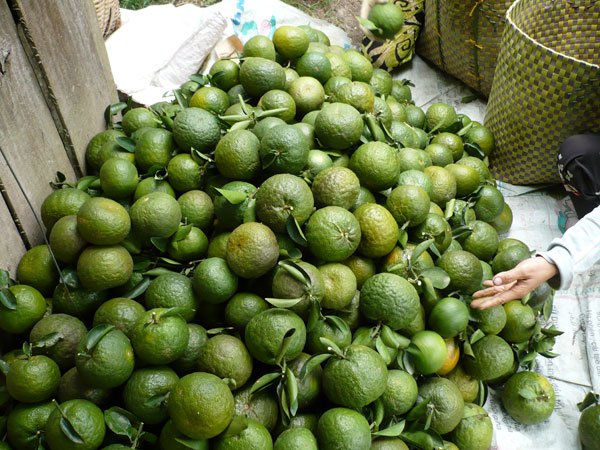 Cam sành Hàm Yên là thương hiệu ngô nổi tiếng xứ Tuyên