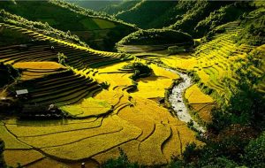 Cánh đồng Mường lò tươi đẹp trong ánh nắng chiều về