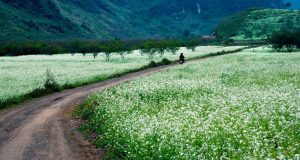 Cao nguyên Mộc Châu mùa hoa cải, trắng tinh khôi bên những con đường