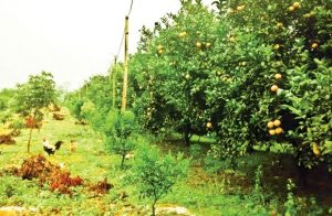 Cam Cao Phong - đặc sản của huyện cao Phong nói riêng và Hòa Bình nói chung
