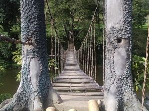 dây cầu luồn qua cây cỏ thụ chắc chắn