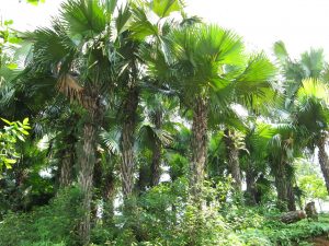 Những cây cọ gắn liền với cuộc sống người dân Phú Thọ