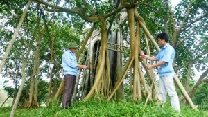 Công cuộc chăm sóc, tôn tạo cây đa Tân Trào