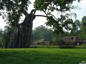 Cây đa Tân Trào gồm có hai cây, người dân địa phương quen gọi là cây đa ông và cây đa bà