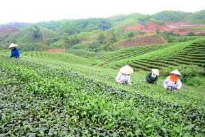 Chè Hải Hà