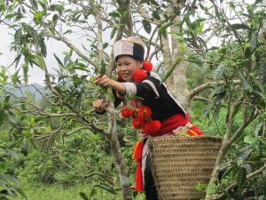 Chè san tuyết đậm đà ở Hà Giang