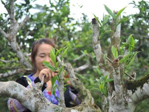 Chè San Tuyết thơm ngon bậc nhất cả nước