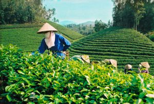 Mênh mông đồi chè