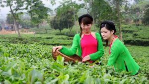 Những thiếu nữ hái chè ở Tân Cương