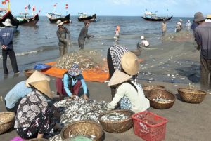 Thú vị chợ cá Quan Lạn vào mỗi sáng sớm