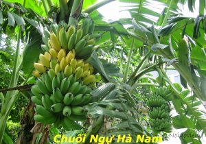Chuối ngự Đại Hoàng tự hòa là sản phẩm tiến vua
