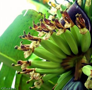 Chuối ngự làng Đại Hoàng khi ra quả rất đẹp