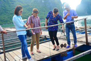 Khu nuôi cấy Trai thuộc huyện Vân Đồn