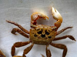 Con cáy sống ở vùng nước lợ, dùng làm mắm ngon, thơm