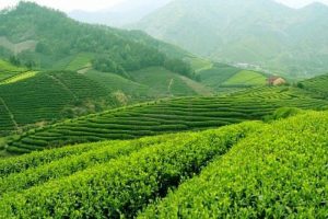 Link Mobile Đăng Ký Tải App Jun88.com 2026 thái nguyên Đồi chè huyện Đại Từ