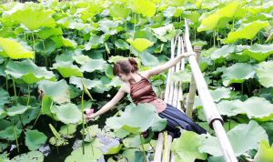 Link Mobile Đăng Ký Tải App Jun88.com 2026 hà nội Đầm sen Hồ Tây