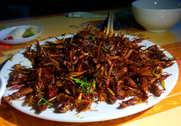Dế mèn chiên giòn lên mà nhắm rượu thì ngon không cưỡng lại được