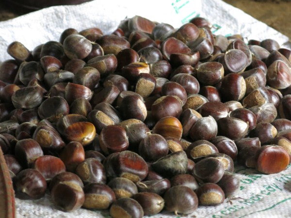 Hạt dẻ trùng khánh hạt to,ăn thơm bùi, tan trong miệng