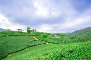 Đồi chè tươi mát xanh tít tận chân trời ở Phú Thọ