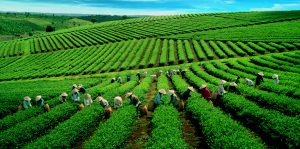 Đồi chè ở Bảo Lộc