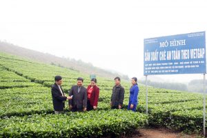 Đồi chè ở Hàm Yên