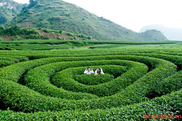 đồi chè được bàn tay của những người công nhân tạo nên đẹp cuốn hút vô cùng.