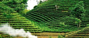 Đồi chè huyện Phú Lương
