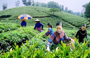 Đồi chè nổi tiếng với những sản phẩm chè thanh mát, tươi ngon