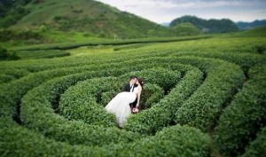 Đồi chè Mộc Châu