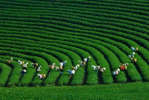 Những người dân thu hoạch chè