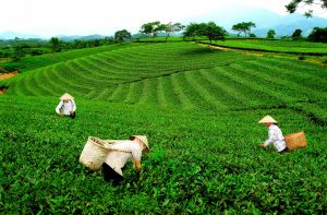 Mướt xanh chè trên ngọn đồi