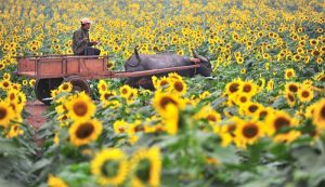 Cảnh đẹp yên bình ở vườn hoa hướng dương Nghĩa Đàn 2018