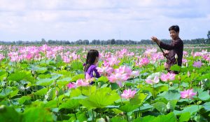 Mùa sen nở ở Đồng Tháp