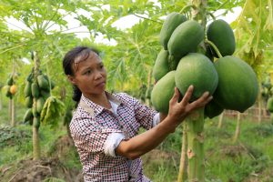 Đu đủ huyện Tam Nông