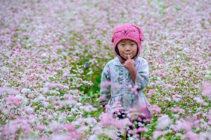 Hoa Tam giác mạch ở Đồng Văn