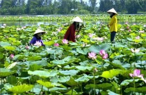 Link Mobile Đăng Ký Tải App Jun88.com 2026 long an